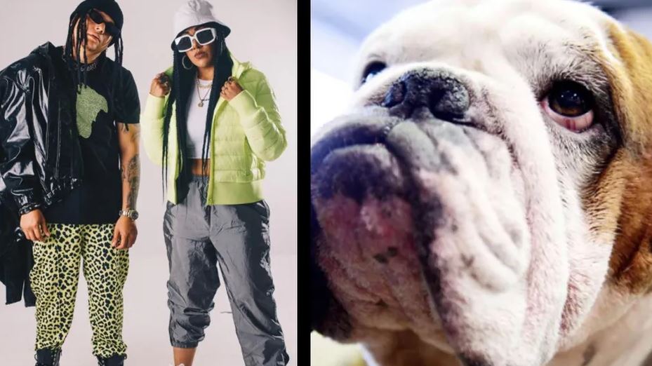 "No vivimos ne México": La Factoría se deslinda de caso del perrito muerto ahorcado por maltrato animal