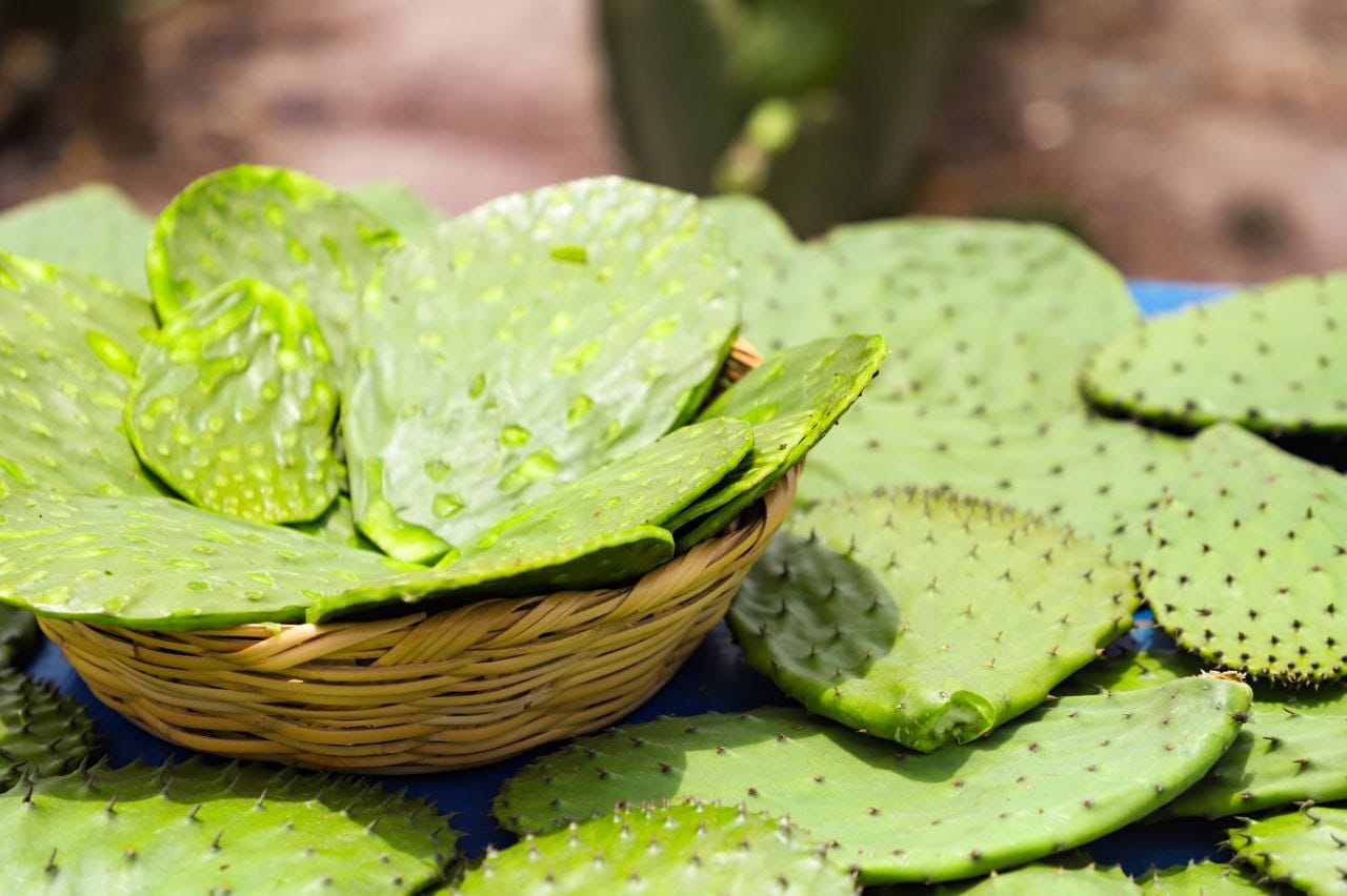Anuncia Ayuntamiento de San Andrés Cholula, la edición 27 de la Feria del Nopal en San Bernardino Tlaxcalancingo