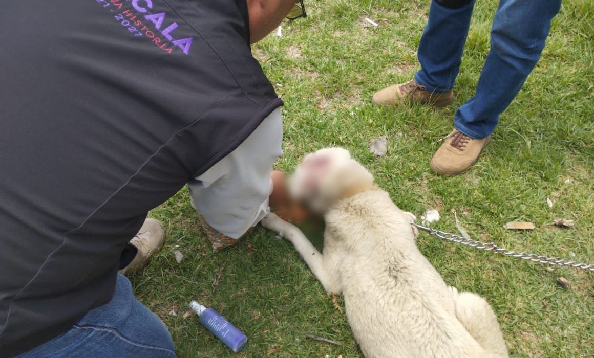 Atiende PROPAET a ejemplar víctima de maltrato animal