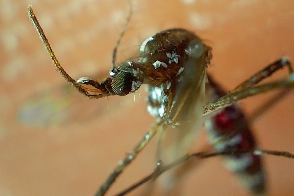 Puebla ya acumula más de 2 mil 800 casos de dengue en lo que va del año