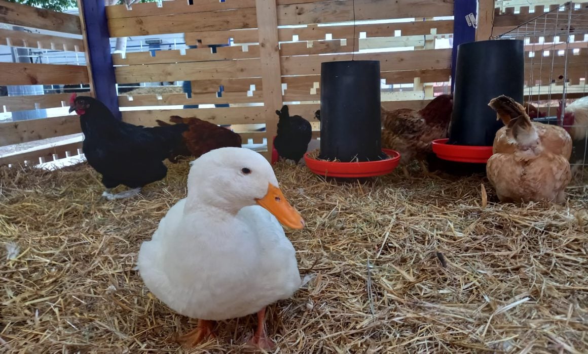 Promueve Granja Interactiva de la Feria 2023 diversión y aprendizaje