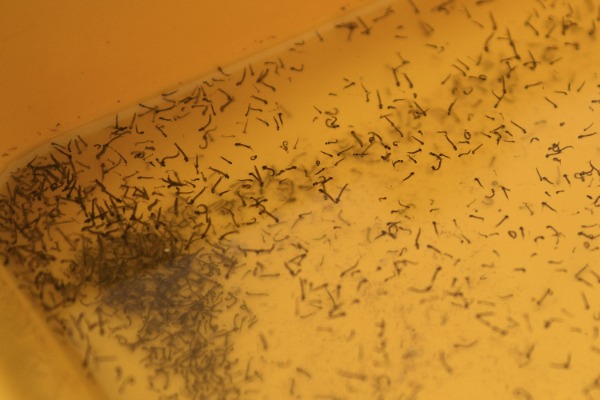 No reportan nuevos casos de dengue en Puebla