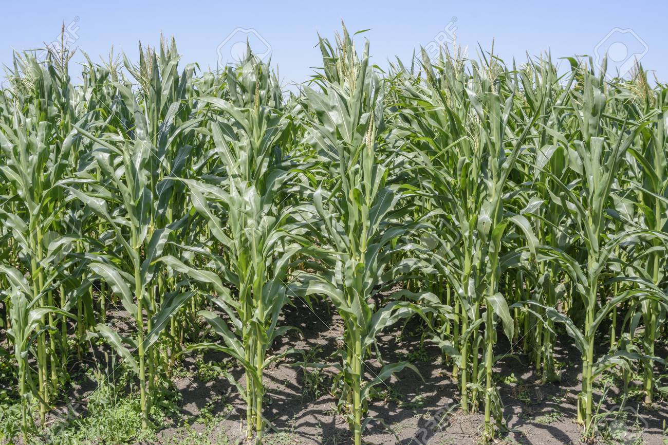 Sin aumento para seguro agrícola en Tlaxcala durante 2024