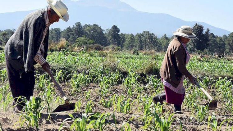 En Tlaxcala, más de 370 mil personas se dedican al campo: INEGI