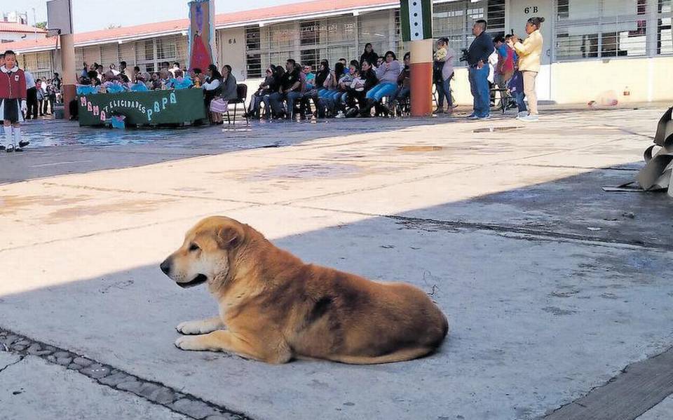 Sin reglamentos cruciales de bienestar animal en Tlaxcala, evidencia OCPA