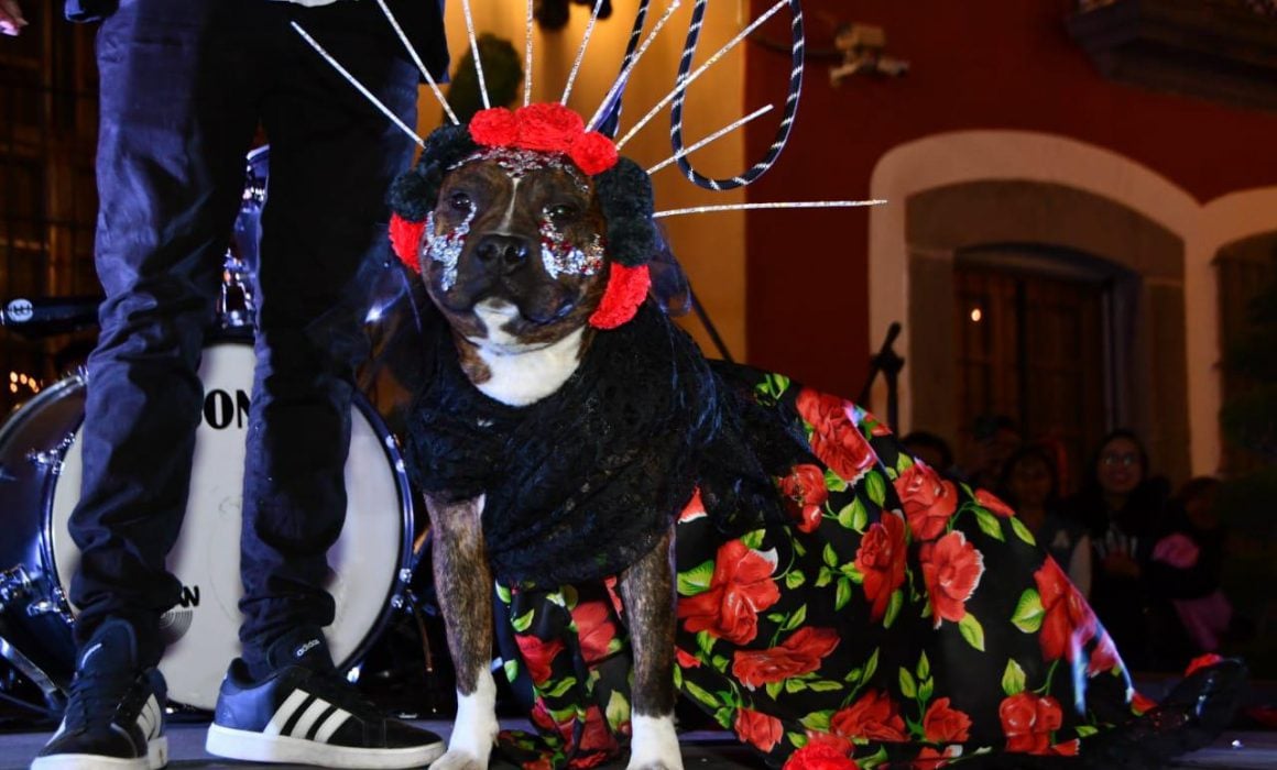 Creatividad y diversión en concurso de disfraces Perrorífico en Huamantla