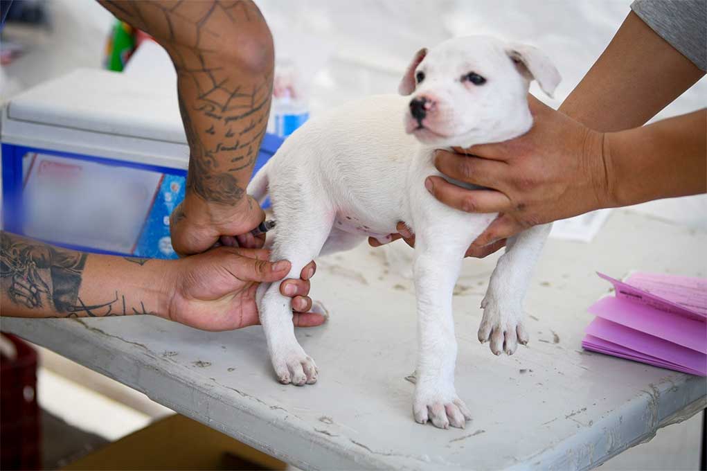 Advierten sobre impostores haciéndose pasar por vacunadores de animales en Puebla