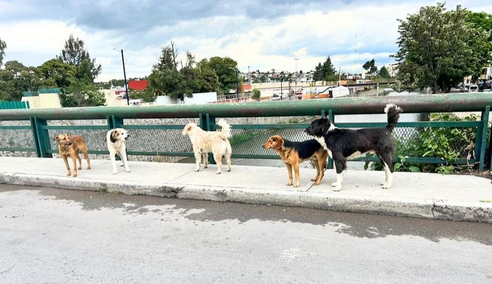 Ordena IAIPTlax a 10 ayuntamientos cumplir con Ley de Bienestar Animal