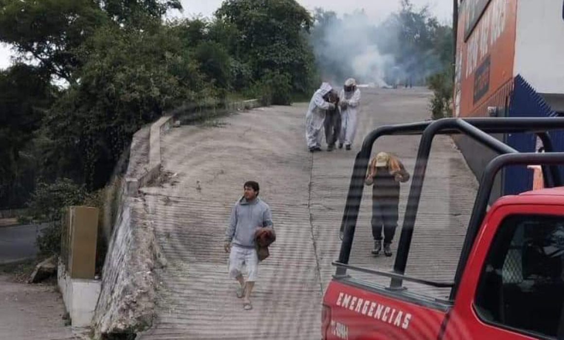 Sufren picaduras de abejas 3 abuelitos en Chilalpa