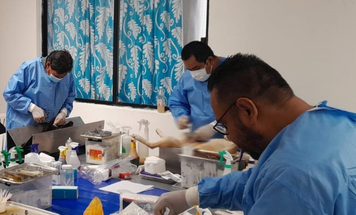 Realizará Sector Salud jornada de esterilización de perros y gatos