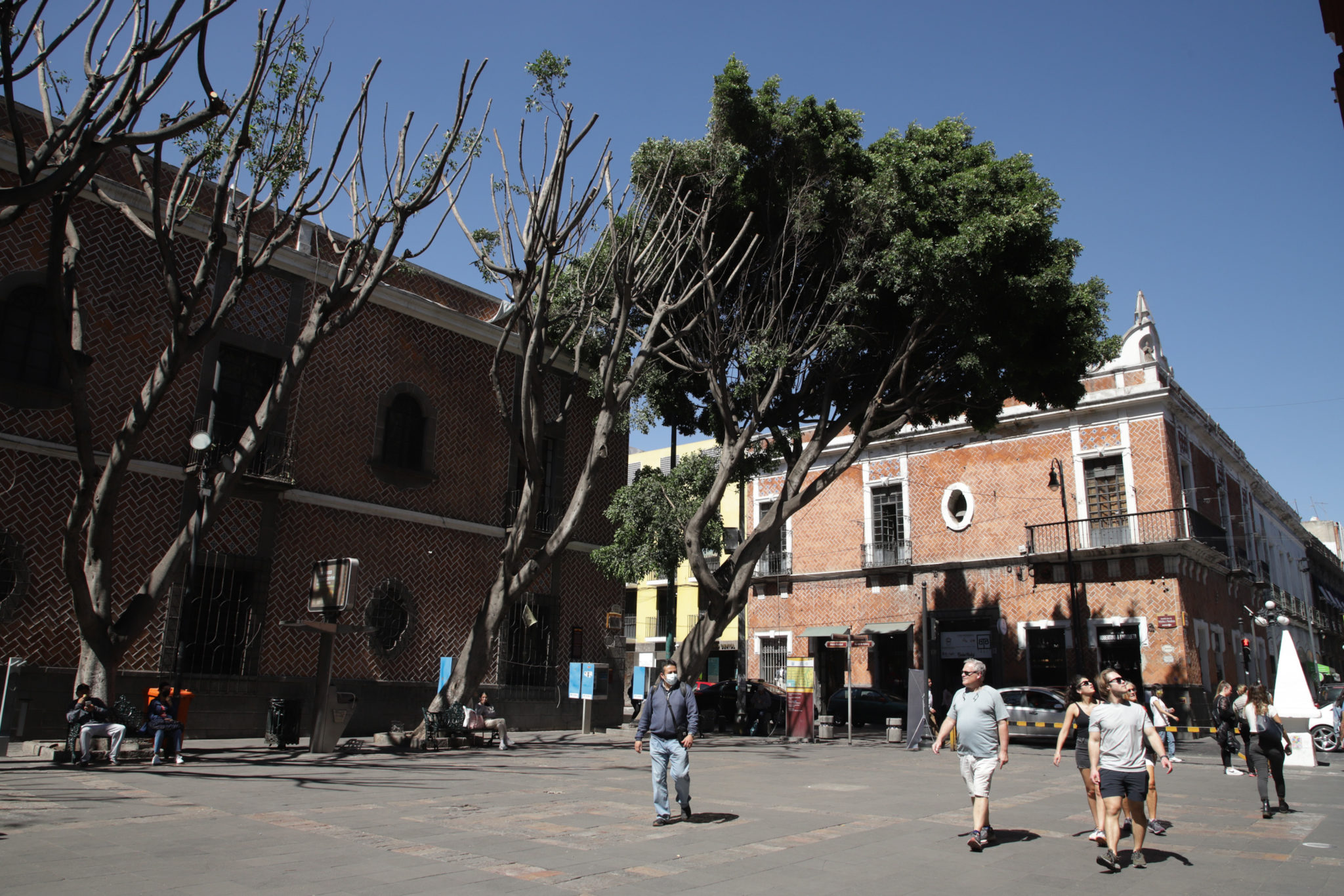 No aplicaron sanción contra empresa que taló árboles en Plaza de la Democracia 