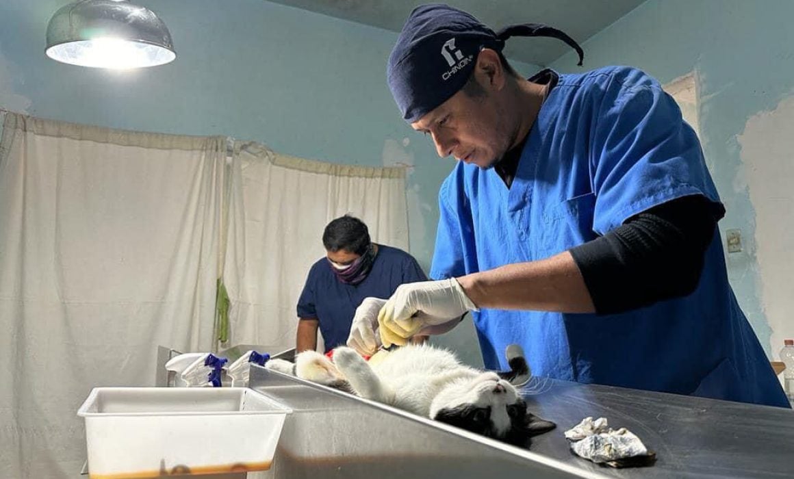 Mantiene Coordinación de Bienestar Animal Jornadas de esterilización