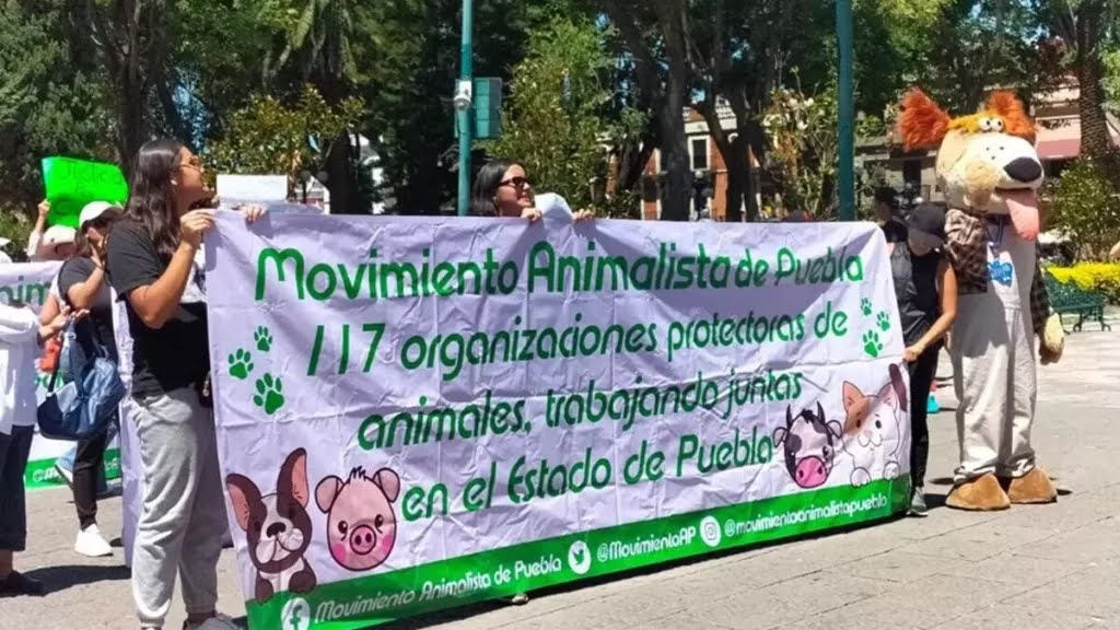 Forjan alianza OCPA y Movimiento Animalista de Puebla a beneficio de animales