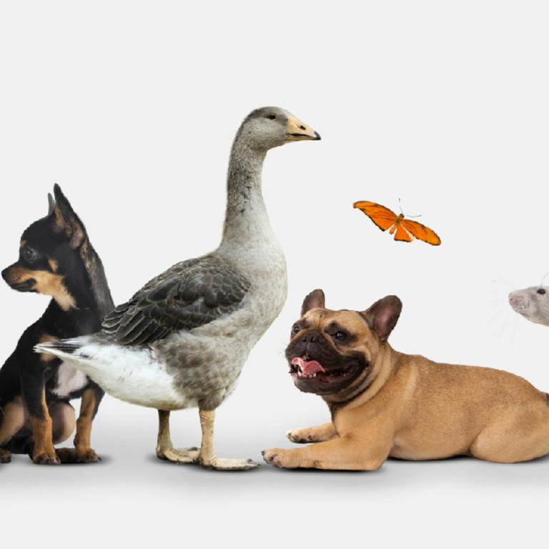 Hoy 4 de octubre se celebra el Día Mundial de los Animales: Celebrando la Vida y Promoviendo su Bienestar