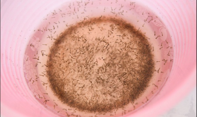 Ya son 2 mil 082 casos de dengue los que acumula Puebla en 2023