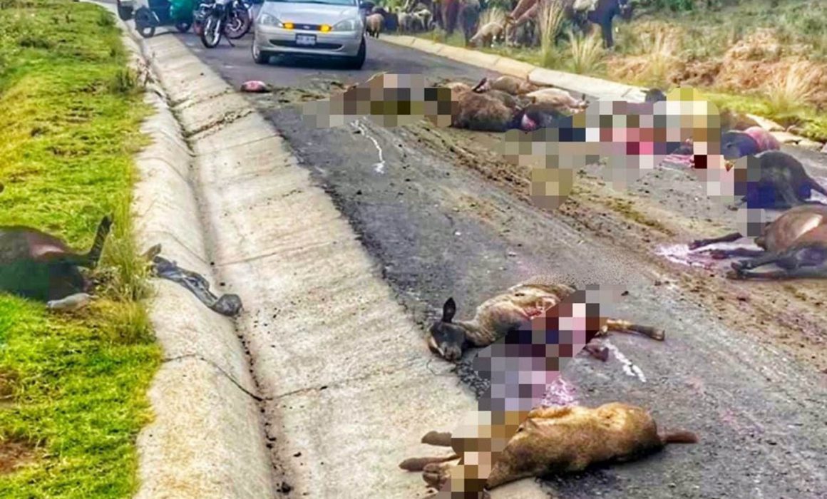 Embiste pipa a docena de animales ovinos en Sanctórum