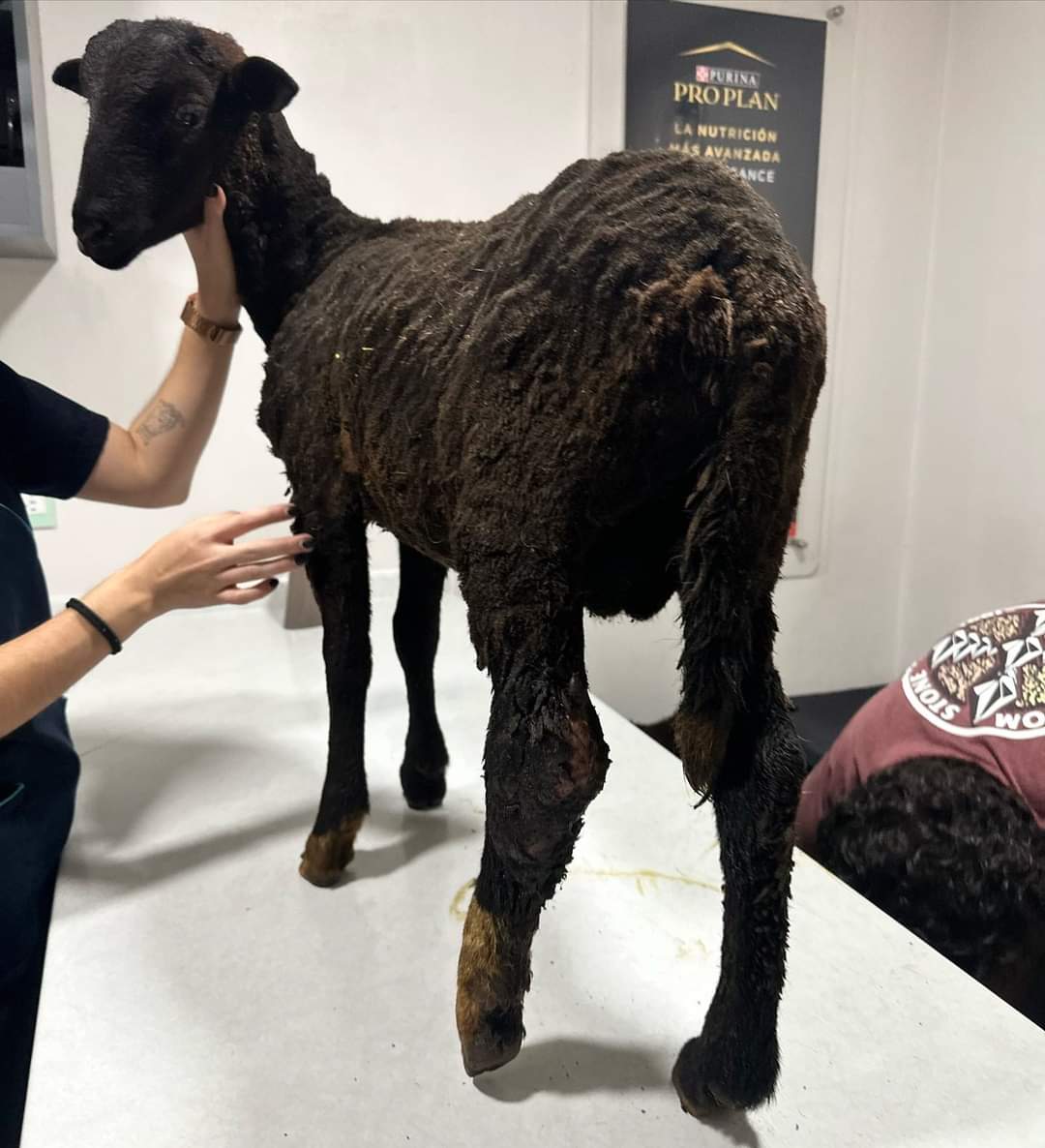 Fundación rescata a tres ovinos tras incidente con pipa en Sanctórum