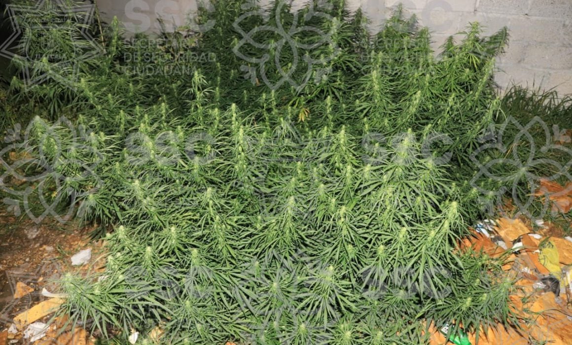 Tras operativo ubica SSC plantas de marihuana en predio de Calpulalpan