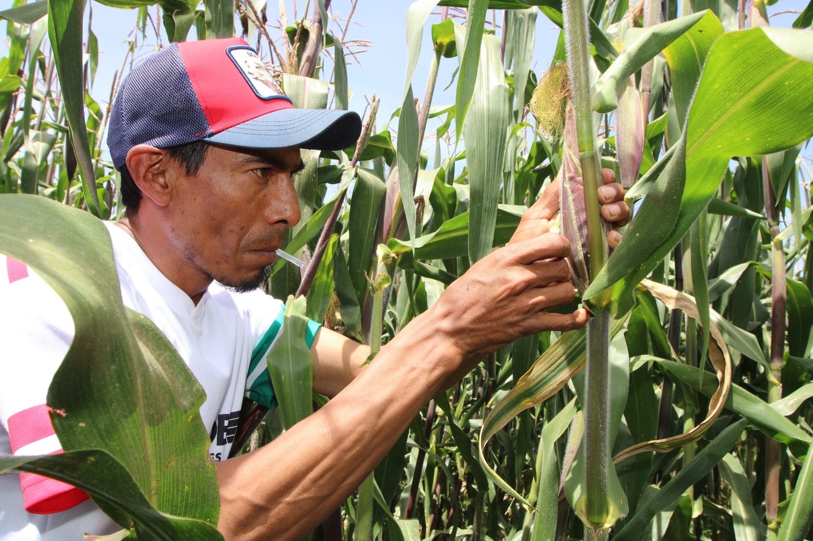 Realiza SIA inoculación con hongo de huitlacoche en cultivo de maíz