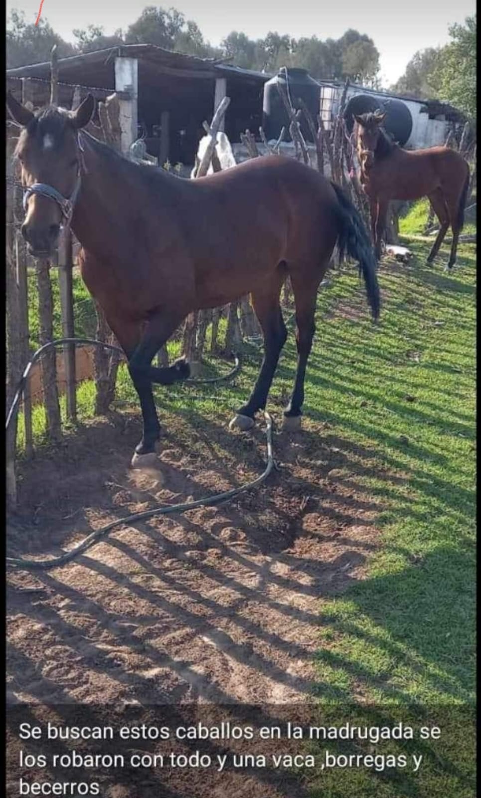 Roban animales de pequeño rancho, en Tlaxco: dueño pide ayuda para localizarlos