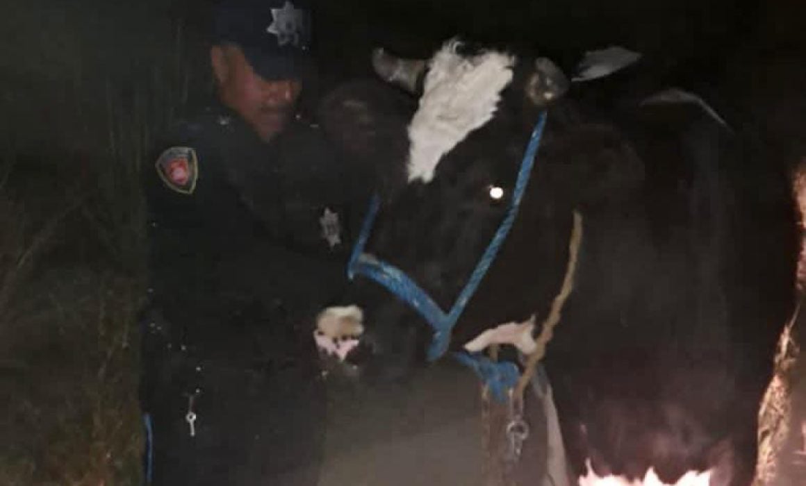 Recupera policía de Huamantla ganado bovino tras operativo