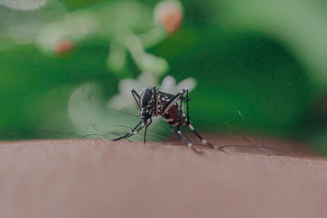 Reeporta Puebla tres personas hospitalizadas por dengue en el transcurso de las últimas 24 horas
