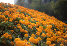 Se tiñe Tlaxcala capital de amarillo con flores de cempasúchil
