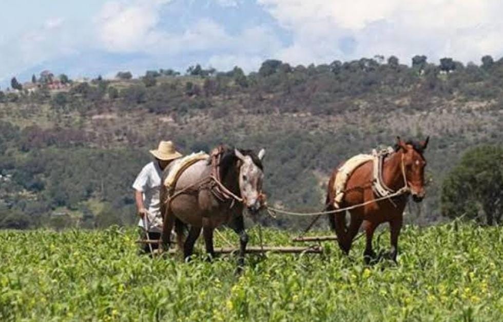Baja escolaridad en el sector campesino se ha reducido