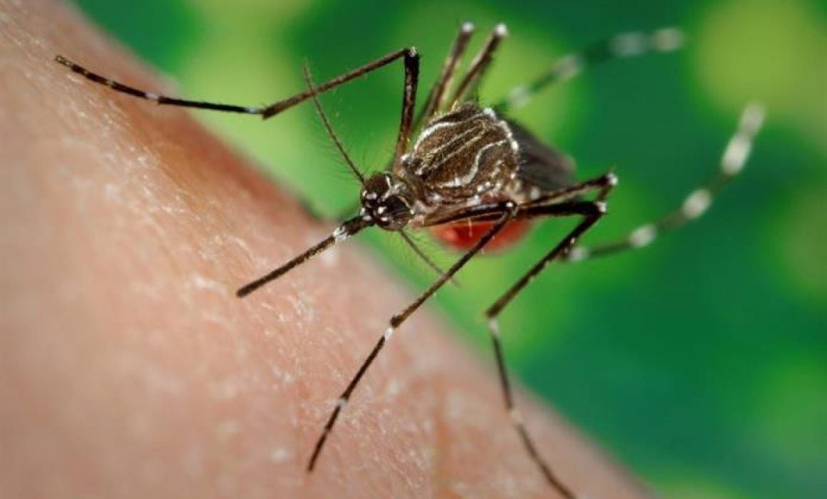 Tlaxcala libre de casos de dengue, llama Sesa a prevención