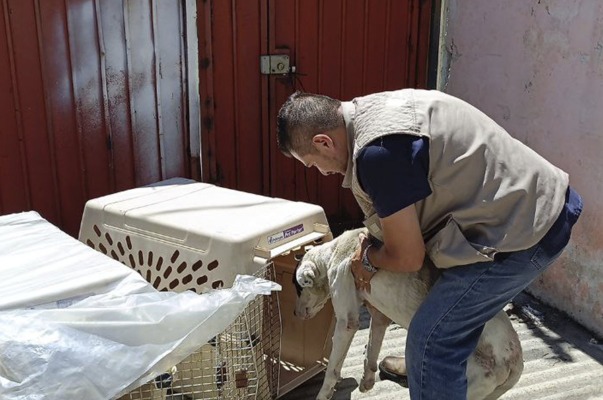 Bienestar Animal rescata dos perros que eran maltratados en San Andrés Cholula 