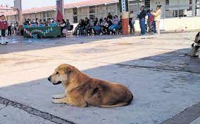Tlaxcala aún no garantiza el bienestar animal, informó OCPA