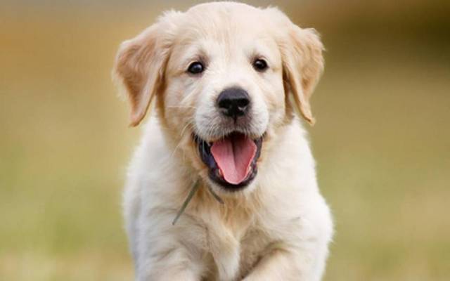 ¿Cómo elegir una mascota ideal cuando están formando una familia?