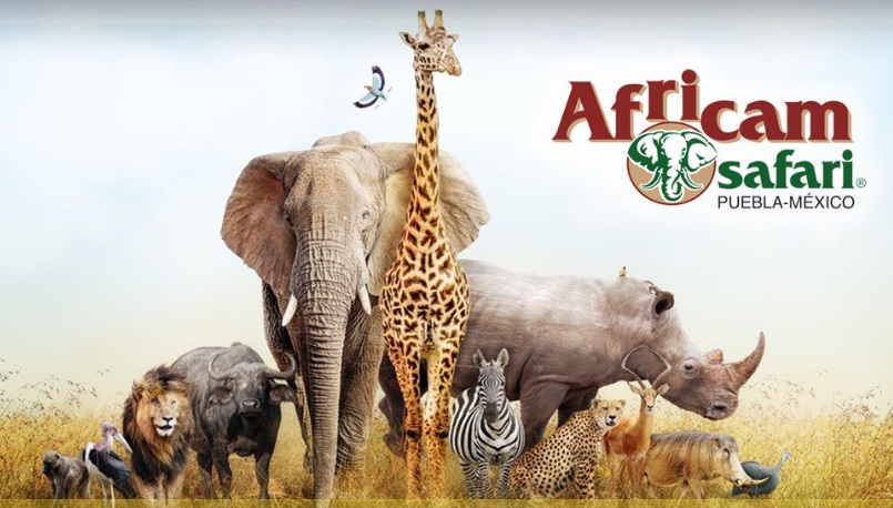 africam safari historia