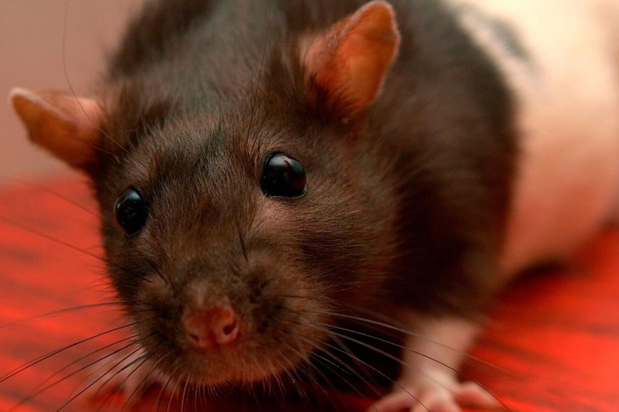 ¿Cómo ayudan las ratas a salvar vidas?