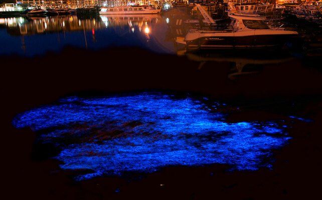 Las ‘Lágrimas Azules’ de China Amenazan la Vida Marina