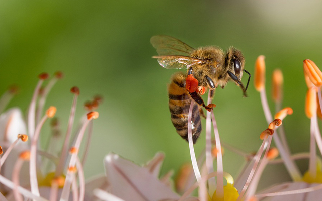 Para qué sirve y cómo puede extraerse el veneno de abejas