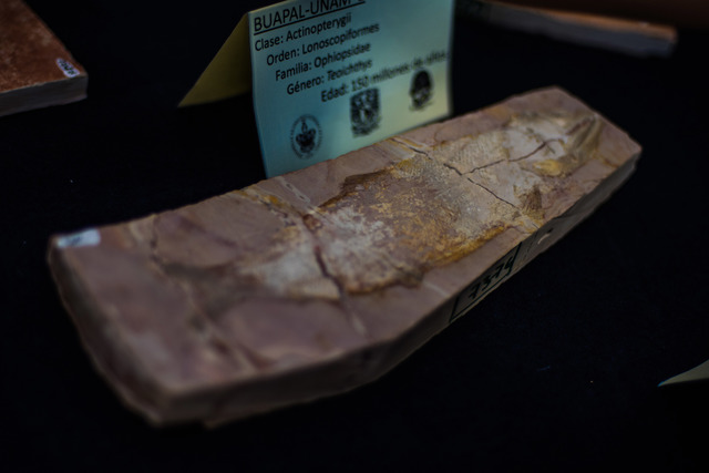 Alberga BUAP primera colección de fósiles de la región de Tlayúa