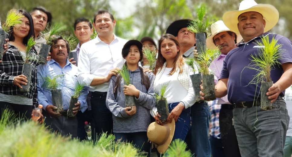 Alejandro Armenta encabeza reforestación en Amozoc (Fotos)
