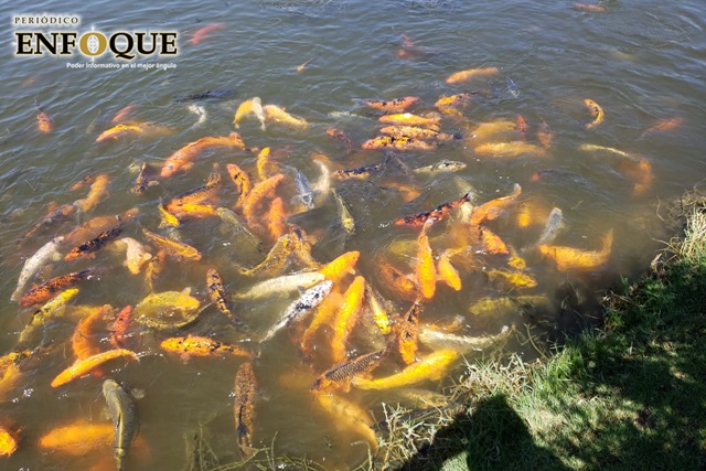 Con pesca buscan “reducir” población de peces en el parque El Ameyal de Cuautlancingo