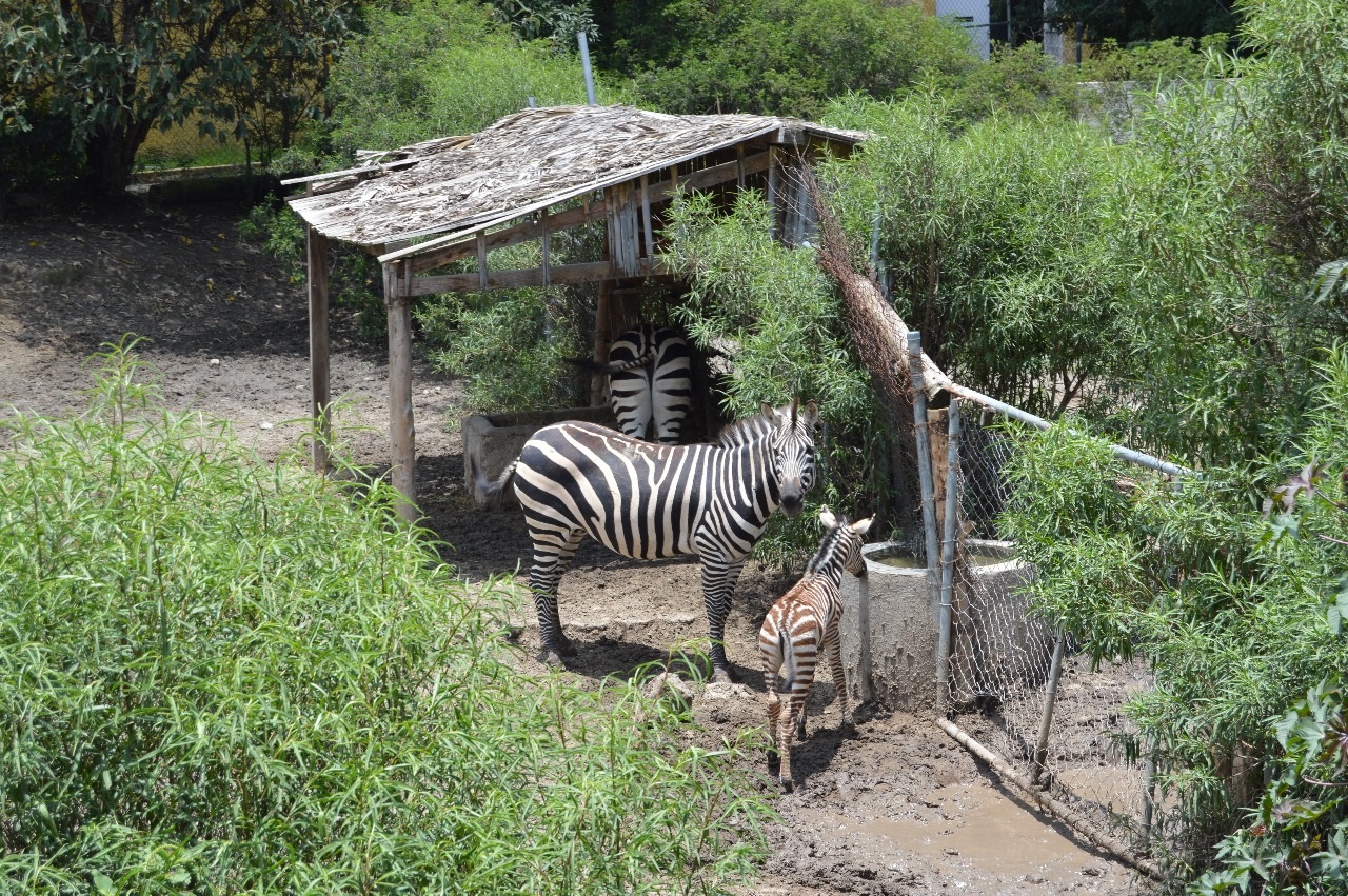 REGISTRA ZOOLÓGICO DE TLAXCALA NACIMIENTO DE UNA CEBRA
