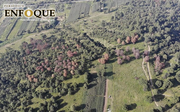 Talarán 400 árboles enfermos en el cerro Zapotecas de San Pedro Cholula 