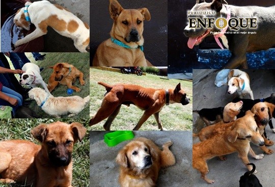 Comuna resguarda animales que tenía “la mata perros” 