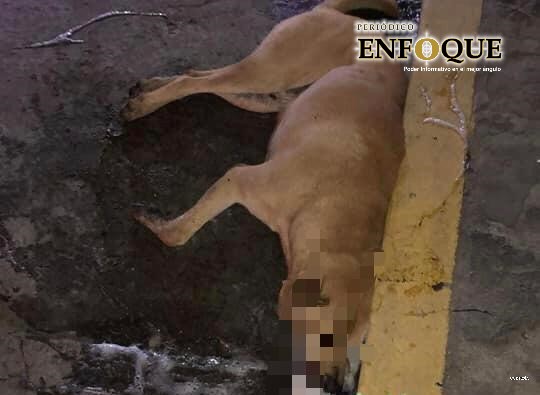 perros 2