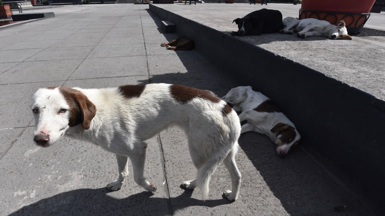 Por primera vez en la CDMX envían a prisión a acusado de maltrato animal