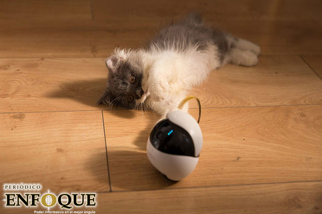 EBO: El robot que juega con tu gato cuando no estás