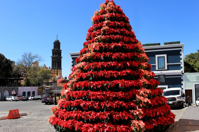 Instalan en Casa Aguayo árbol de navidad de Nochebuena 