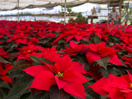 Esas flores de Nochebuena que pondrás en tu casa vienen de estos 7 estados del país