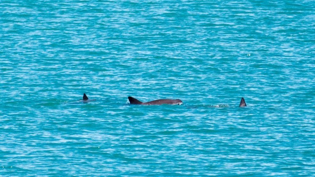 Redes modernas están llevando a la extinción a 13 cetáceos, entre ellos la vaquita marina
