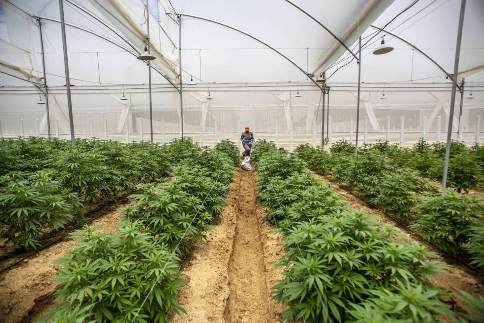 Ecuador, a un paso de legalizar la mariguana medicinal