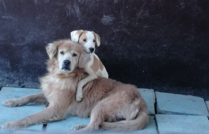 Perros 1